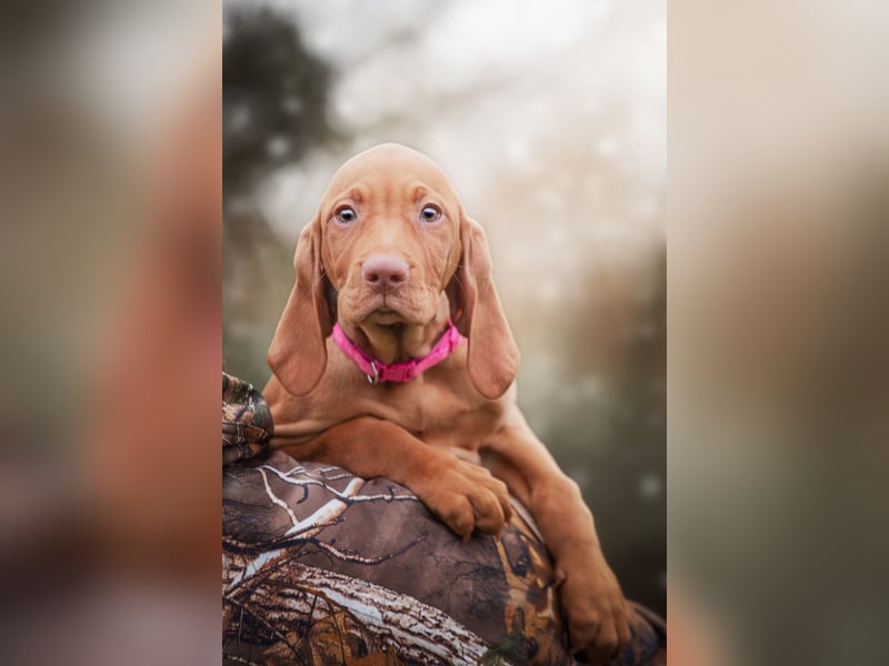 Wunderschöne Magyar Vizsla Welpen