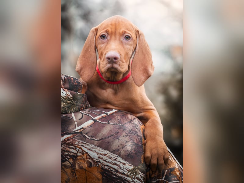 Wunderschöne Magyar Vizsla Welpen