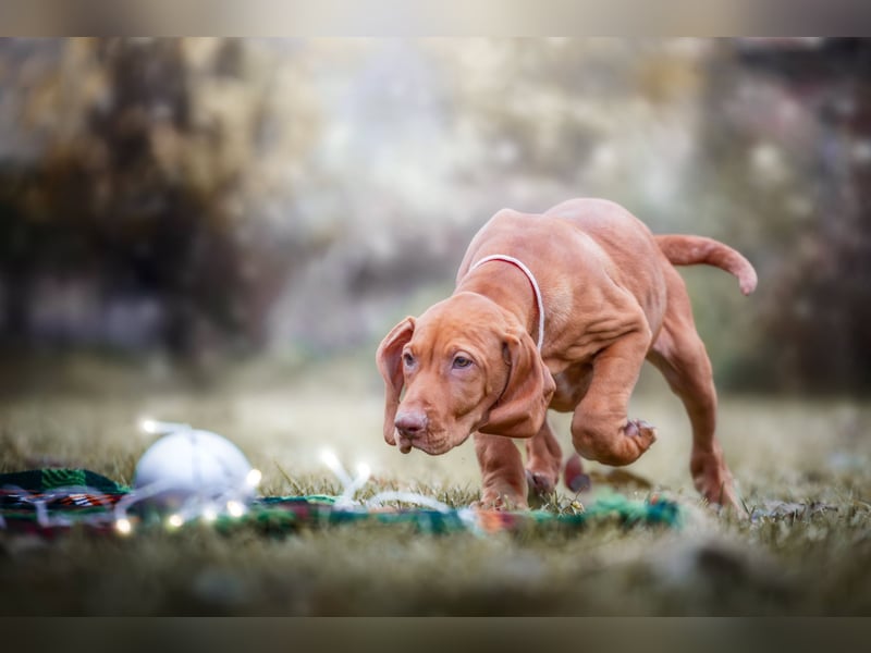 Wunderschöne Magyar Vizsla Welpen