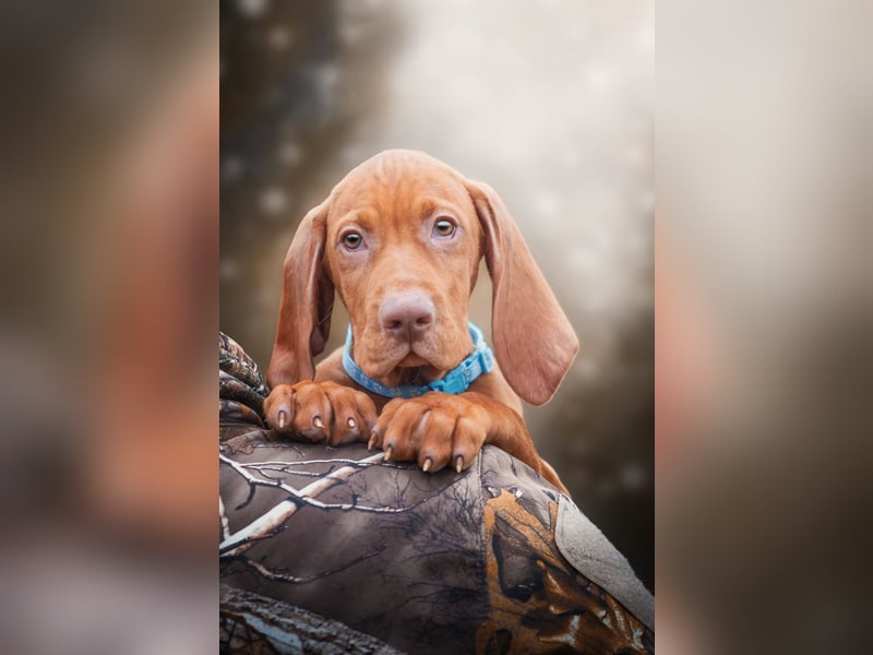 Wunderschöne Magyar Vizsla Welpen