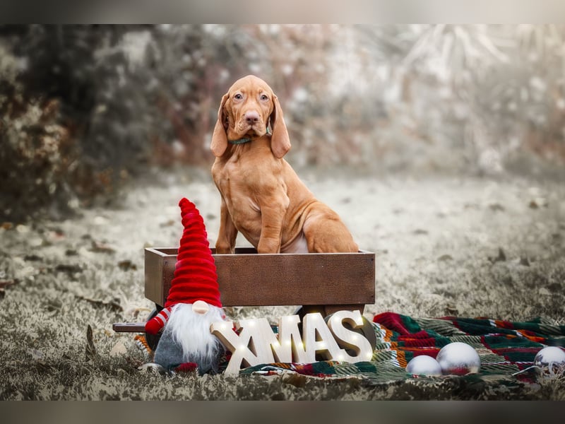 Wunderschöne Magyar Vizsla Welpen