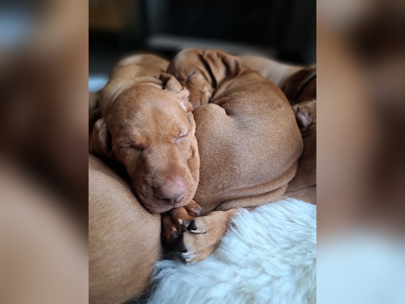 Magyar Vizsla Welpen suchen ab Mitte März ein neues liebevolles Zuhause