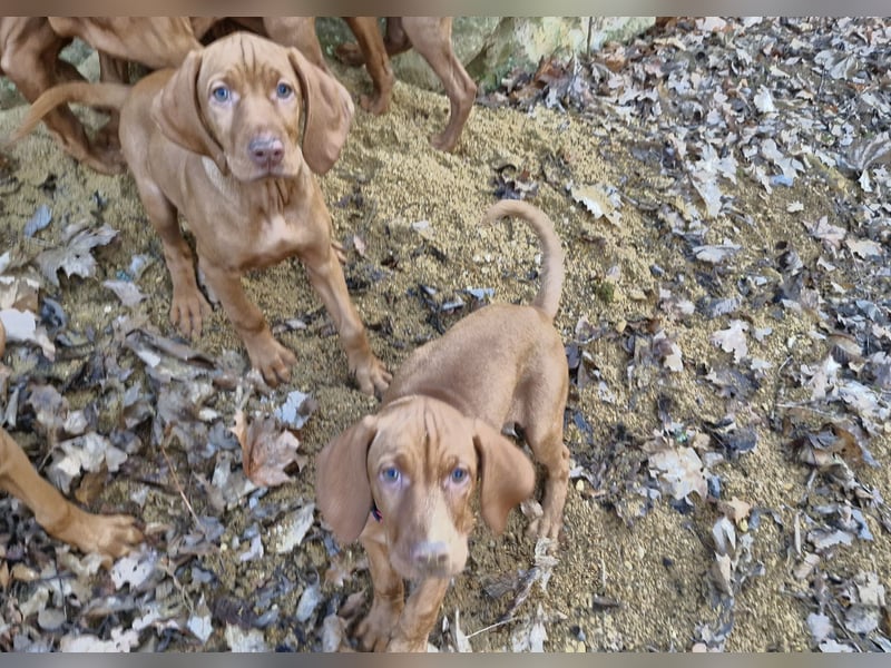 Magyar Vizsla Welpen suchen ab Mitte März ein neues liebevolles Zuhause