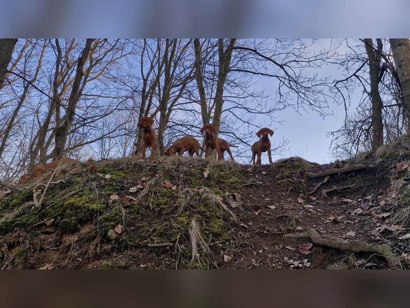 Magyar Vizsla Welpen suchen ab Mitte März ein neues liebevolles Zuhause