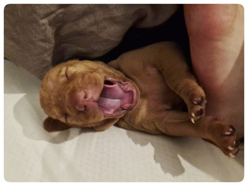 Magyar Vizsla Welpen suchen ab Mitte März ein neues liebevolles Zuhause