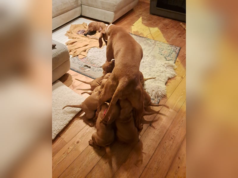 Magyar Vizsla Welpen suchen ab Mitte März ein neues liebevolles Zuhause