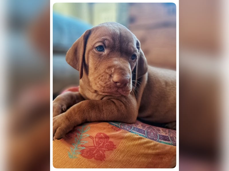 Magyar Vizsla Welpen suchen ab Mitte März ein neues liebevolles Zuhause