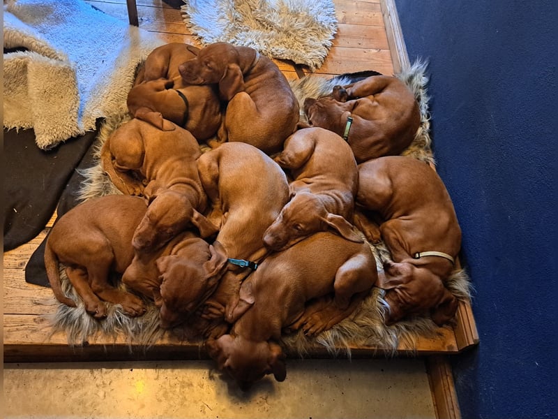Magyar Vizsla Welpen suchen ab Mitte März ein neues liebevolles Zuhause