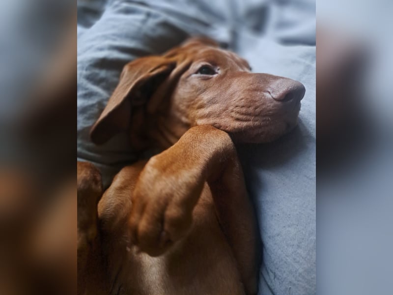 Magyar Vizsla Welpin Alva