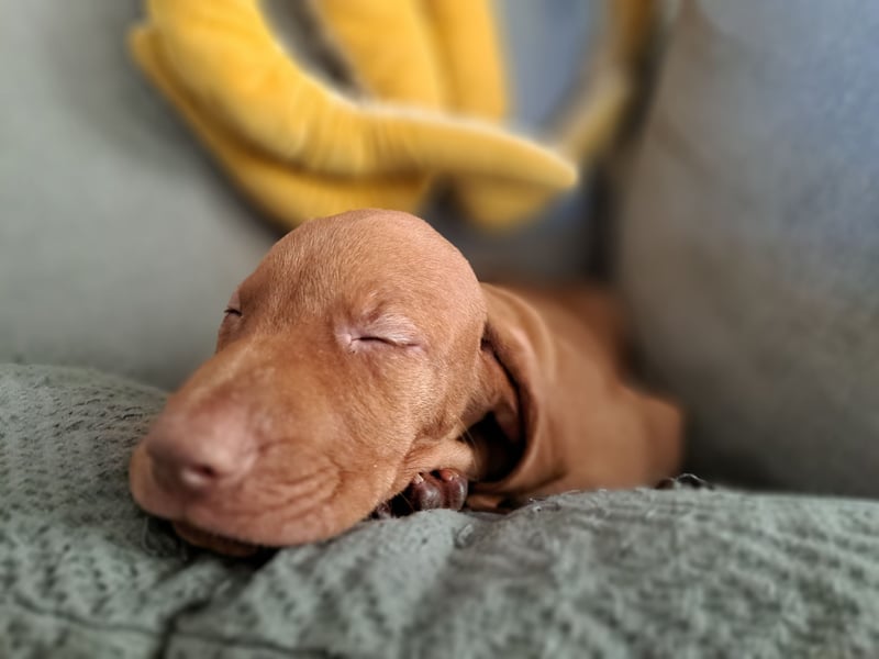 Magyar Vizsla Welpin Alva