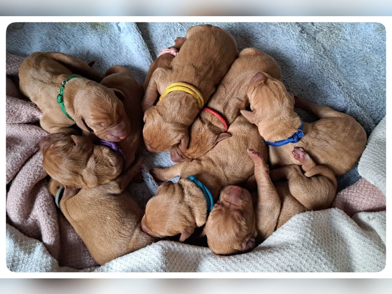 Magyar Vizsla Welpen suchen ab Mitte März ein neues liebevolles Zuhause