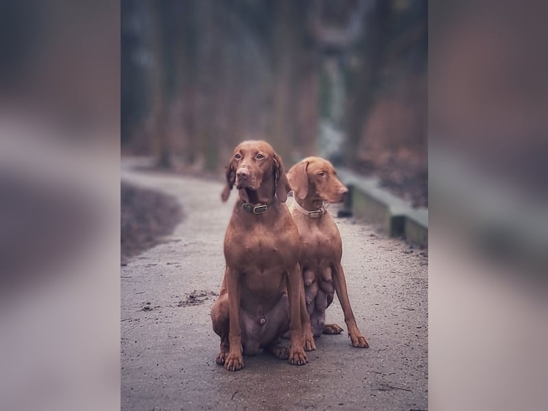 Magyar Vizsla Welpen suchen ab Mitte März ein neues liebevolles Zuhause