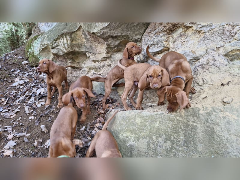 Magyar Vizsla Welpen suchen ab Mitte März ein neues liebevolles Zuhause