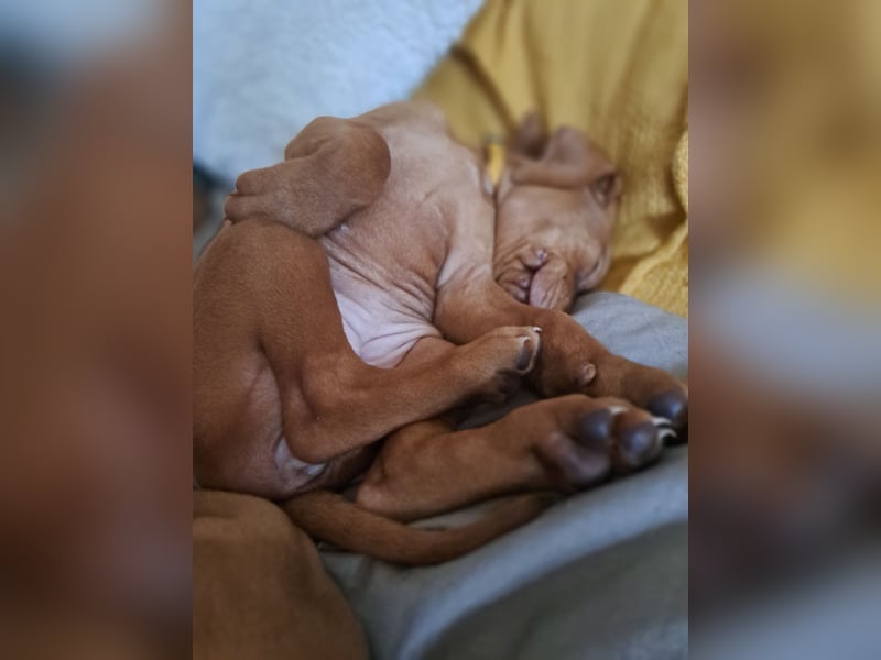 Magyar Vizsla Welpen suchen ab Mitte März ein neues liebevolles Zuhause