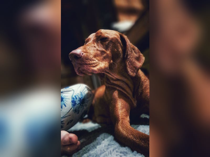 Magyar Vizsla Welpen suchen ab Mitte März ein neues liebevolles Zuhause