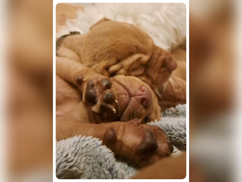 Magyar Vizsla Welpen suchen ab Mitte März ein neues liebevolles Zuhause
