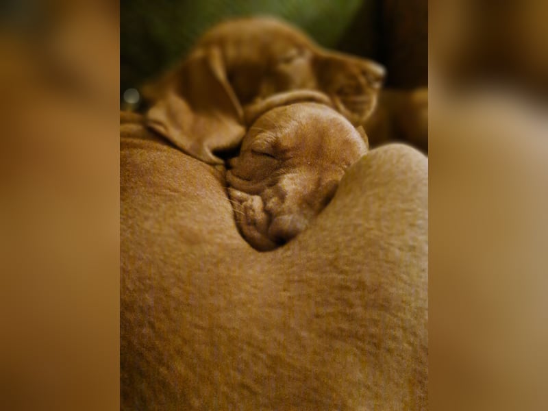 Magyar Vizsla Welpen suchen ab Mitte März ein neues liebevolles Zuhause