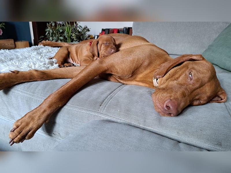 Magyar Vizsla Welpen suchen ab Mitte März ein neues liebevolles Zuhause