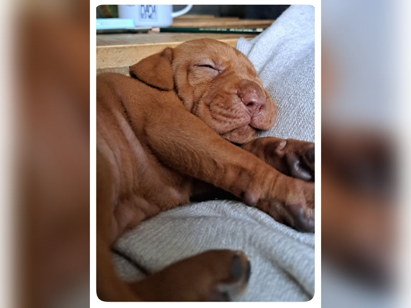 Magyar Vizsla Welpen suchen ab Mitte März ein neues liebevolles Zuhause