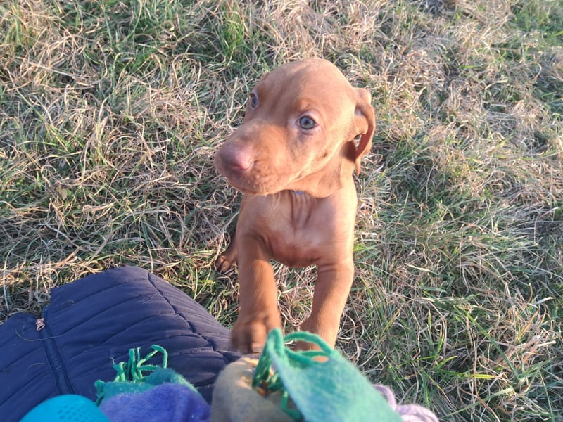 Magyar Vizsla Welpin Alva