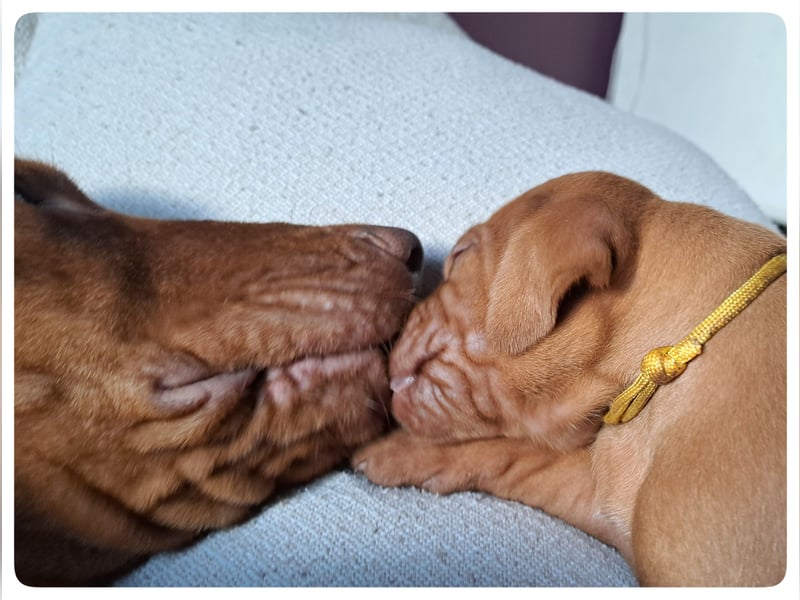 Magyar Vizsla Welpen suchen ab Mitte März ein neues liebevolles Zuhause