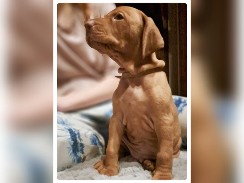 Magyar Vizsla Welpin Alva