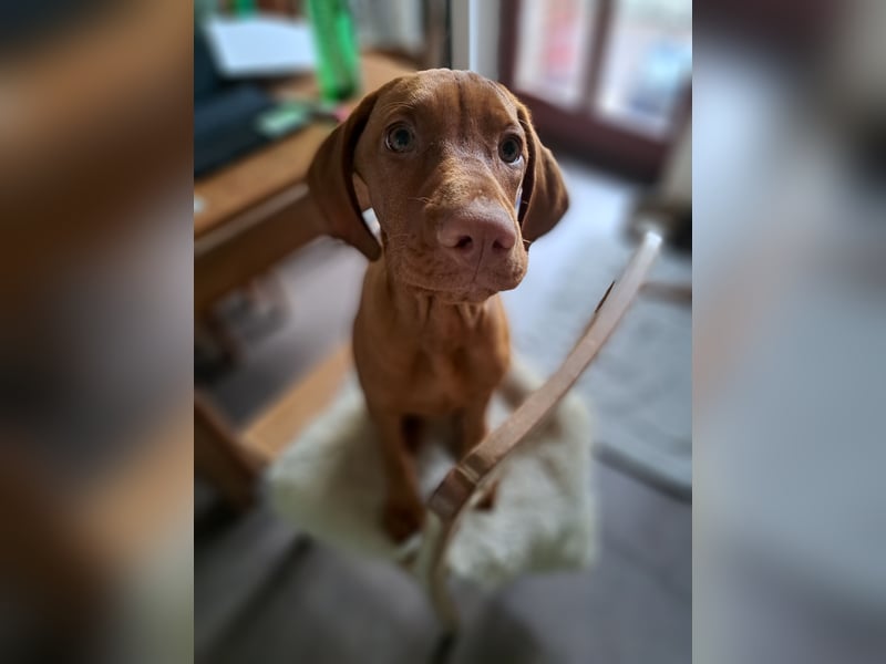 Magyar Vizsla Welpin Alva