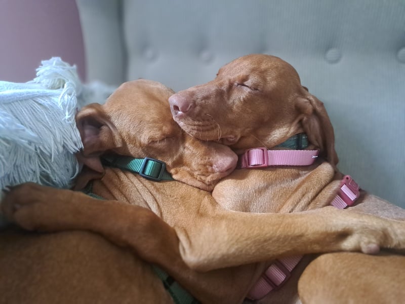 Magyar Vizsla Welpin Alva