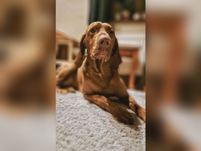 Magyar Vizsla Welpen suchen ab Mitte März ein neues liebevolles Zuhause