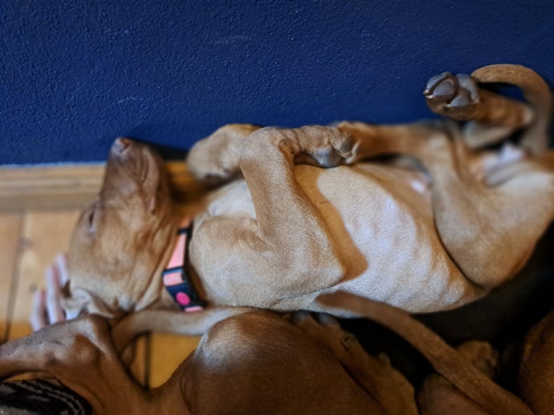 Magyar Vizsla Welpin Alva