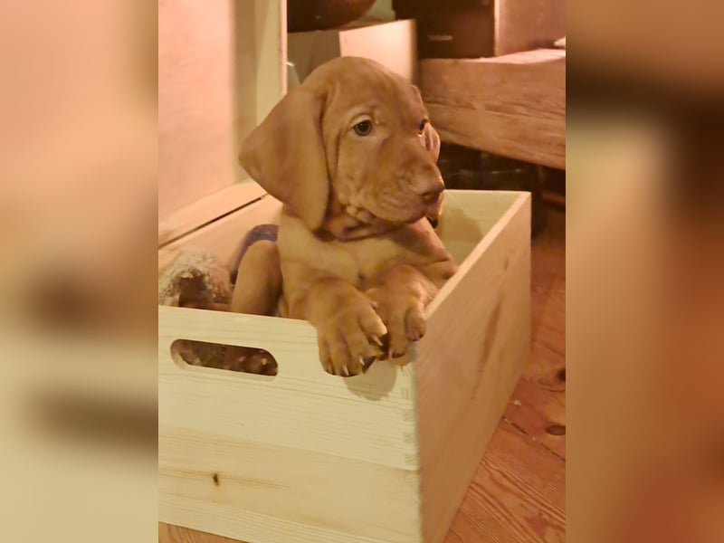 Magyar Vizsla Welpin Alva