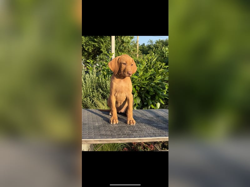 Magyar Vizsla Welpen in Erwartung