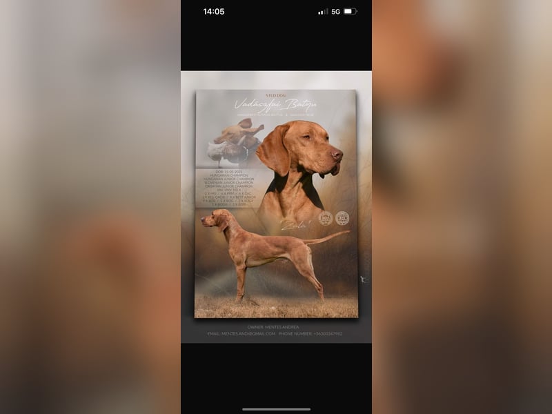 Magyar Vizsla Welpen in Erwartung