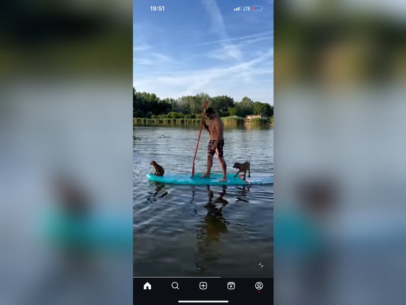 Magyar Vizsla Welpen in Erwartung
