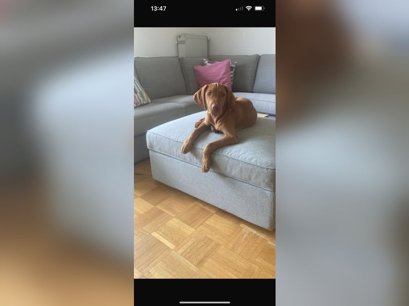 Magyar Vizsla Welpen in Erwartung