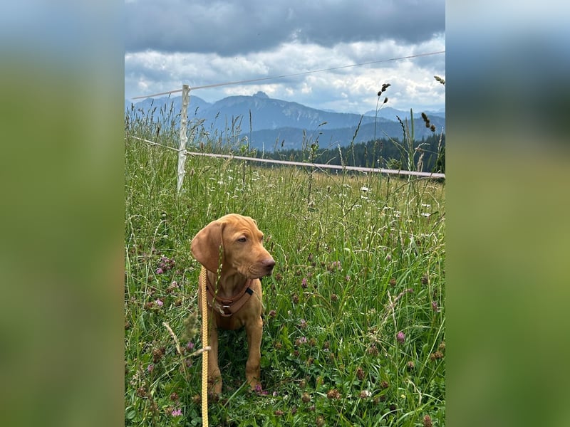 Magyar Vizsla Welpen in Erwartung
