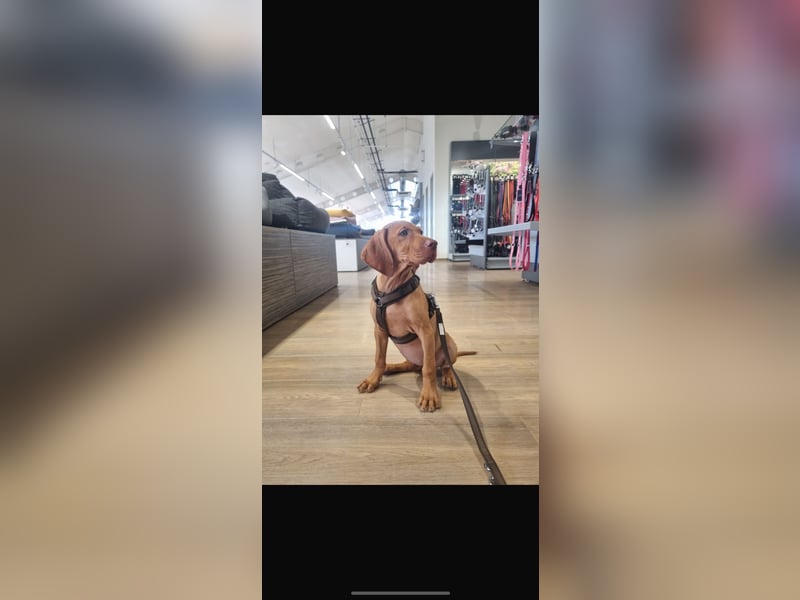 Magyar Vizsla Welpen in Erwartung