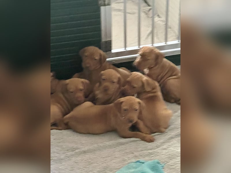 Magyar Vizsla Welpen in Erwartung