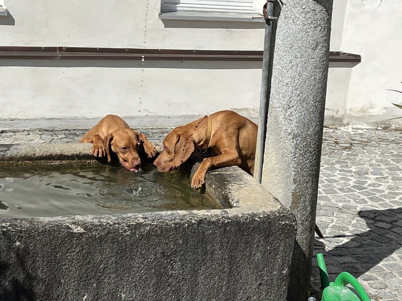 Magyar Vizsla Welpen in Erwartung