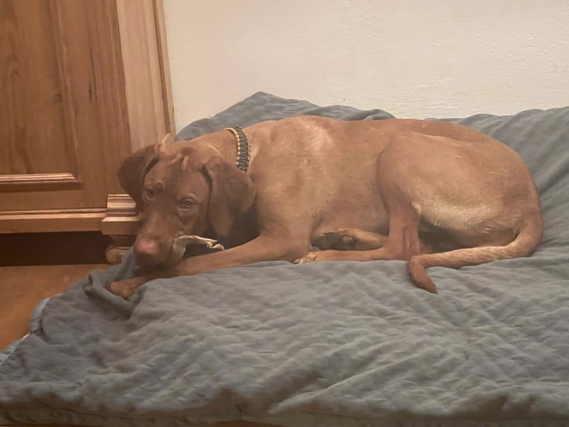 Magyar Vizsla Welpen in Erwartung