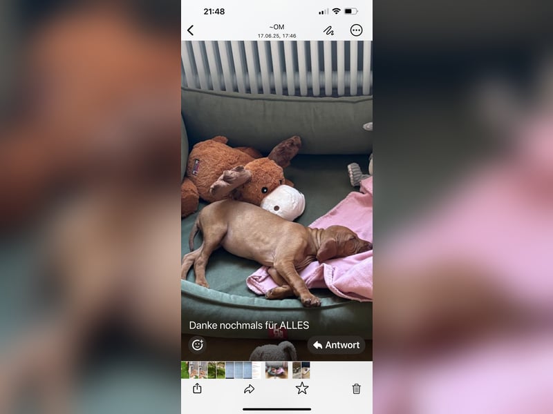 Magyar Vizsla Welpen in Erwartung