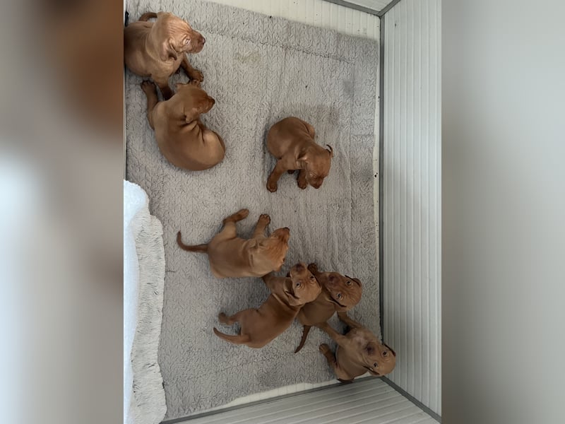 Magyar Vizsla Welpen in Erwartung