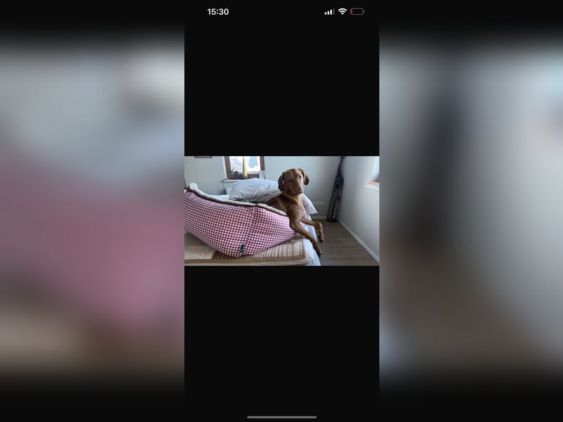 Magyar Vizsla Welpen in Erwartung