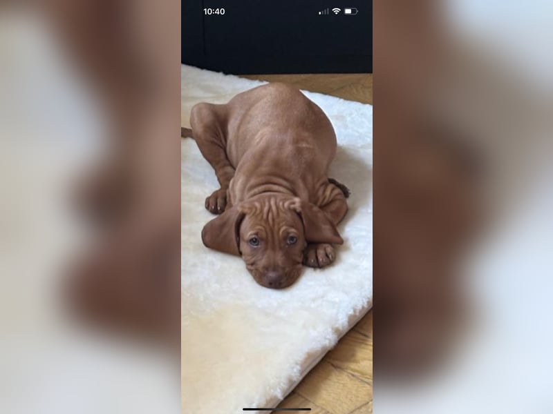Magyar Vizsla Welpen in Erwartung