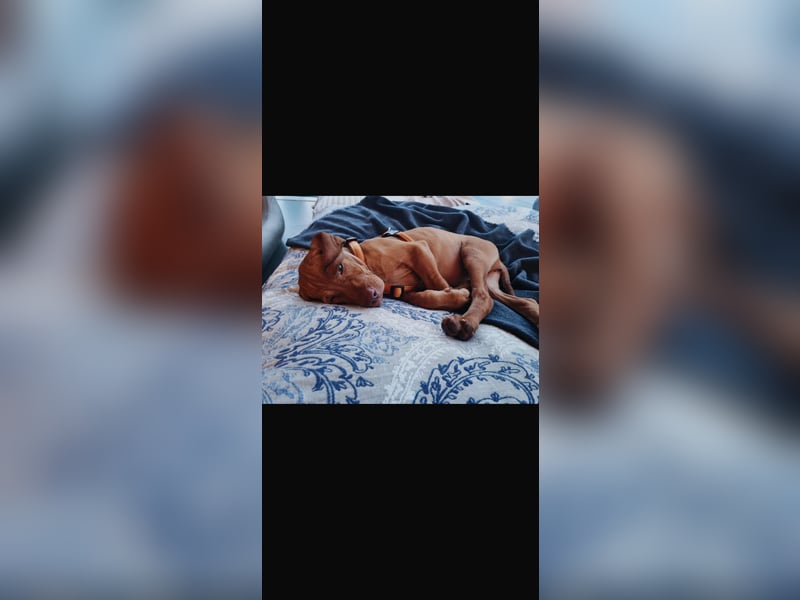 Magyar Vizsla Welpen in Erwartung