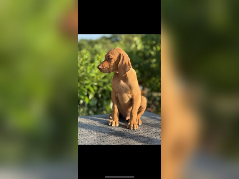 Magyar Vizsla Welpen in Erwartung