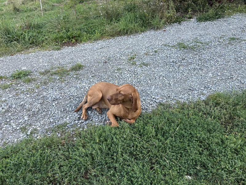 Reinrassige Maya Vizsla-Hündin – 6 Jahre – kinderlieb & stubenrein