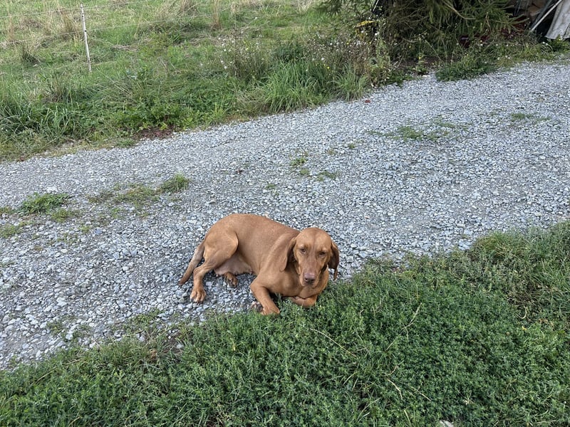 Reinrassige Maya Vizsla-Hündin – 6 Jahre – kinderlieb & stubenrein
