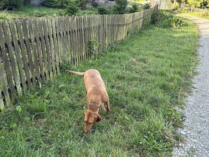 Reinrassige Maya Vizsla-Hündin – 6 Jahre – kinderlieb & stubenrein