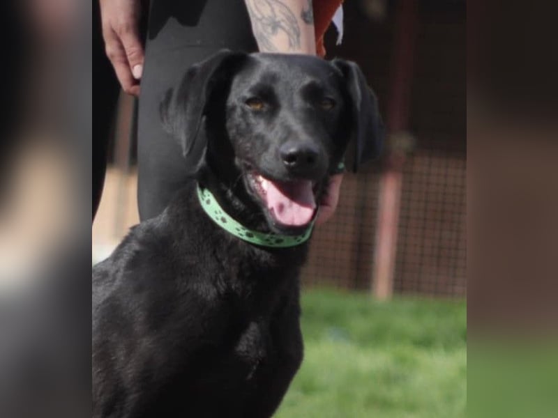 KYRA ca. 1 J. verspielte Vizsla-Labbimix-Mädchen sucht sportl. Familie